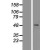 Western Blot: Caspase 1 Lysate [NBL1-08705] - Western Blot experiments. 
Left-Control; Right -Over-expression Lysate for CASP1